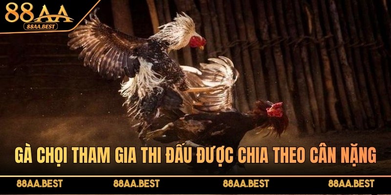 Luật Đá Gà Miền Bắc 88AA - Quy Định, Cách Chơi Và Lưu Ý 3 Gà chọi trong luật đá gà miền Bắc thường được phân hạng theo cân nặng